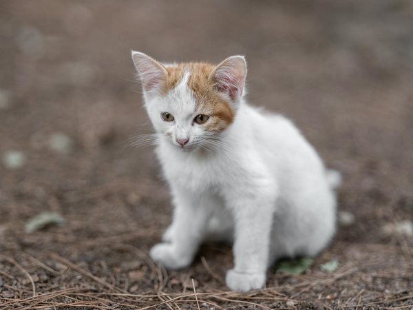 Huile de saumon pour chat : beauté et santé au rendez-vous
