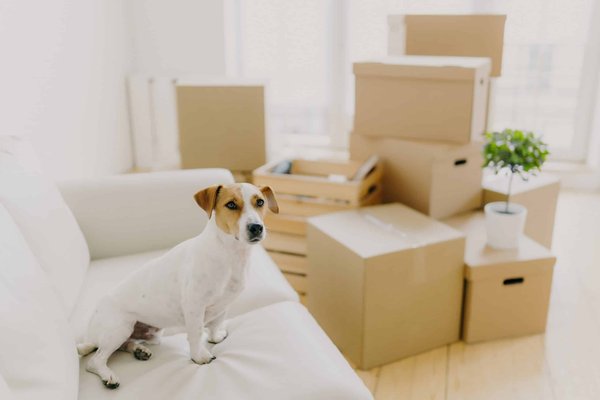 Comment aménager une zone de repos pour un chat âgé de race Selkirk Rex?